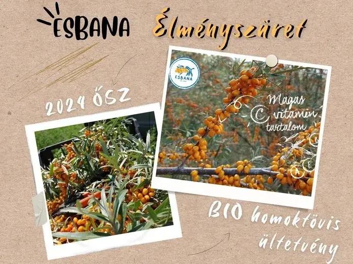 ESBANA élményszüret, 2024 ősz