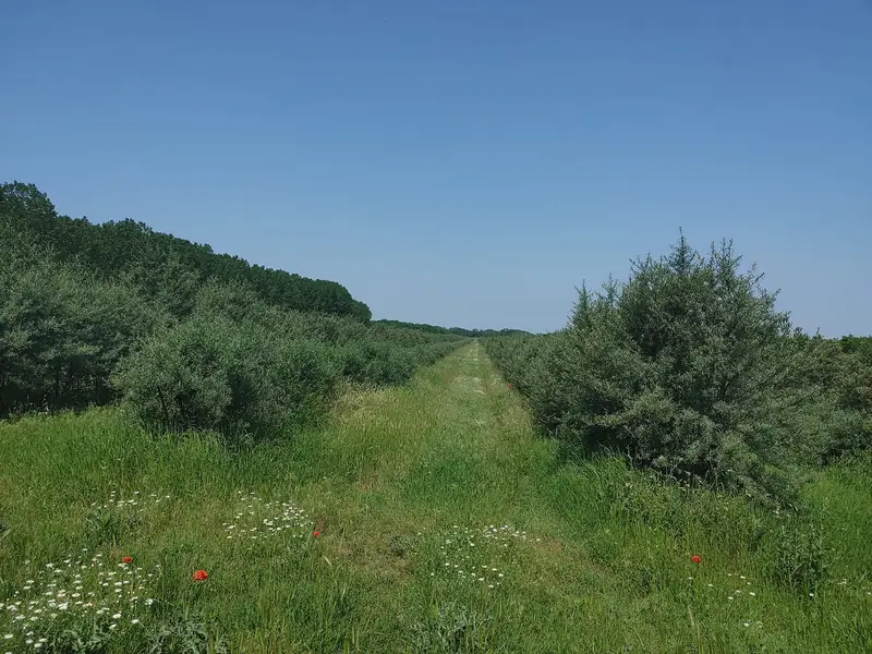 Homoktövissorok nyáron